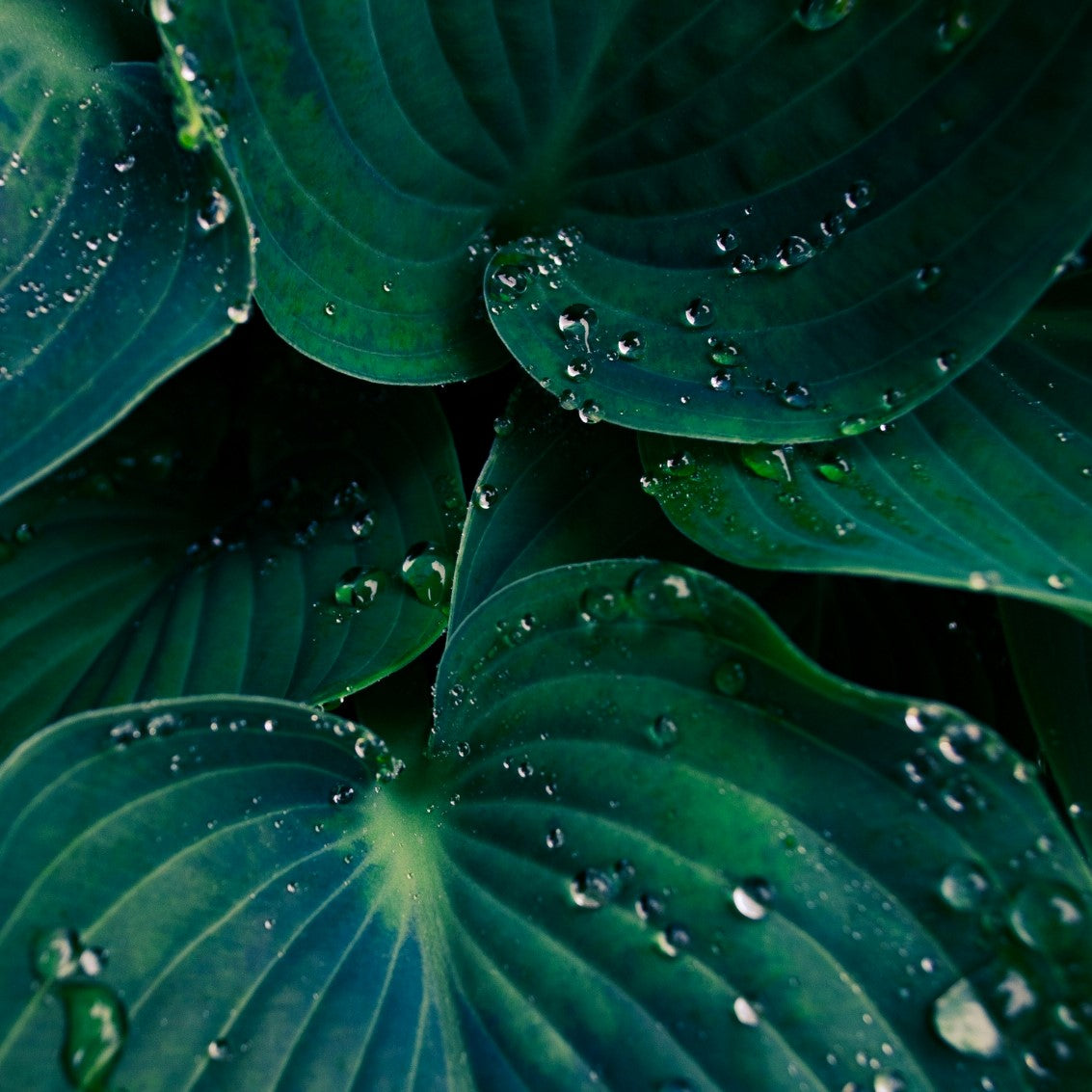 Easy Borderpakket | Mix-in-pot | Hosta