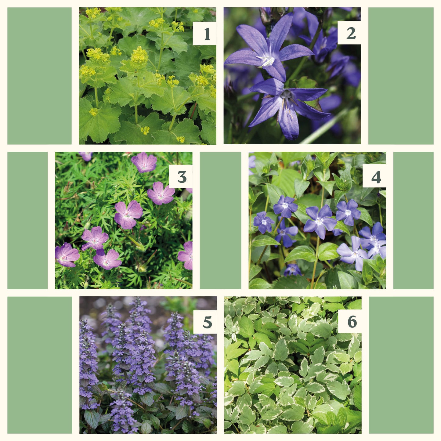 Easy Borderpakket | Rootsrock | Vanaf 3 m2