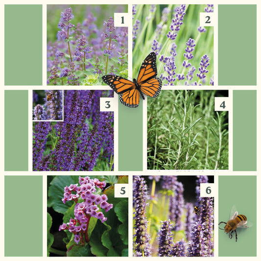 Easy Borderpakket | Mix-in-pot | Paars