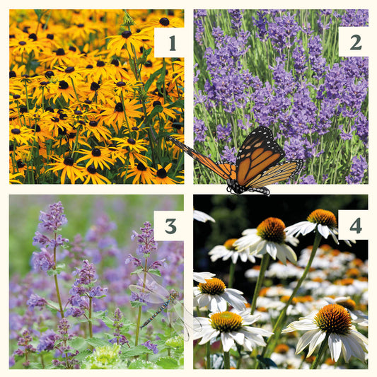 Easy Borderpakket | Poprock | Vanaf 3 m2