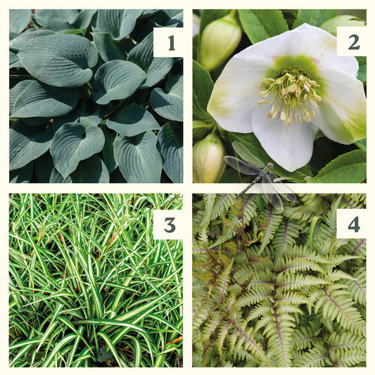 Easy Borderpakket | Klassiek | Vanaf 3 m2