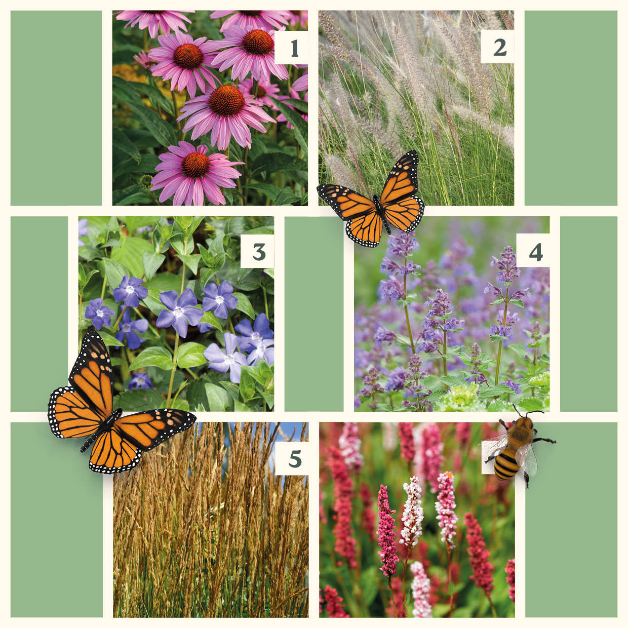 Easy Borderpakket | Bluegrass | Vanaf 3 m2