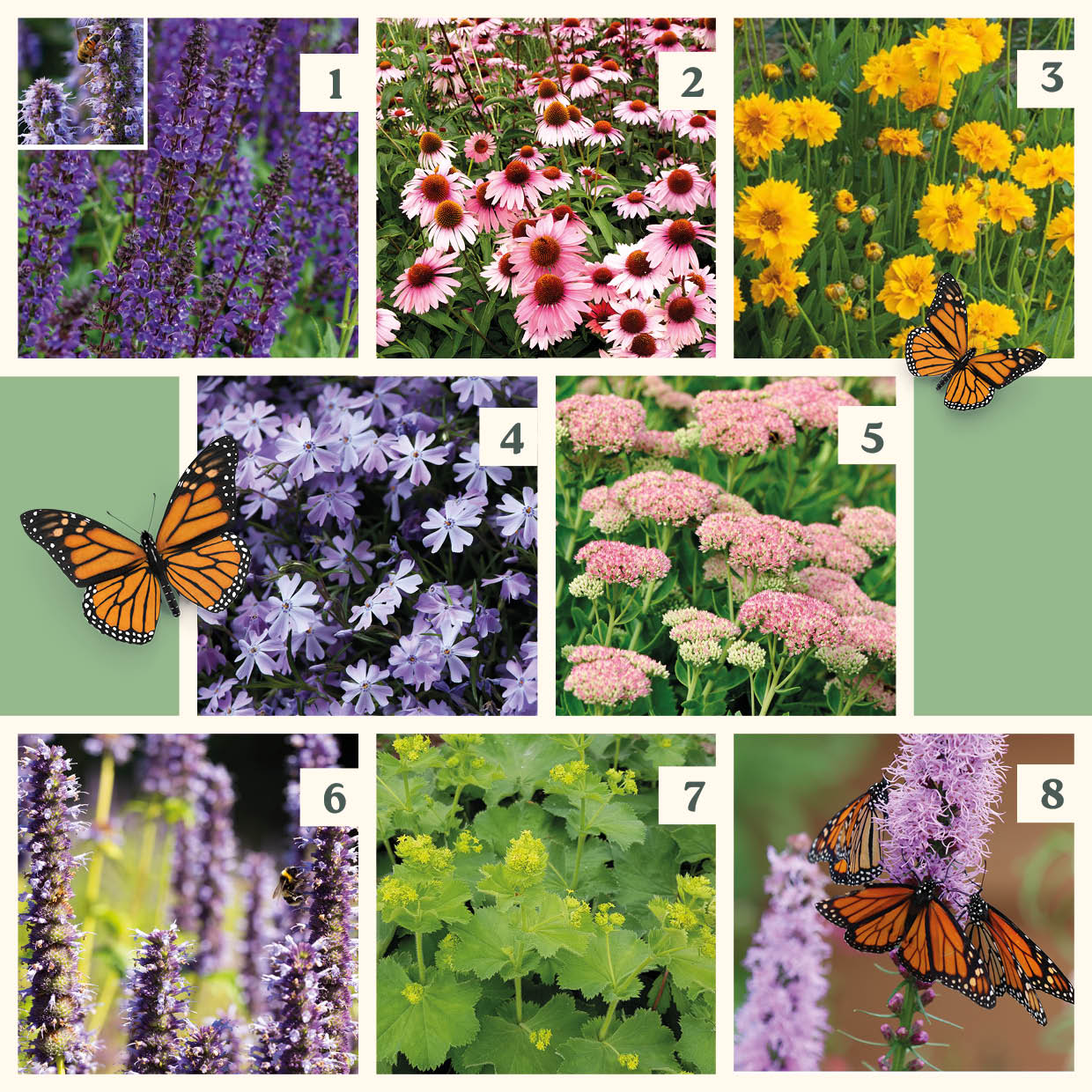 Easy Borderpakket | Disco | Vanaf 3 m2