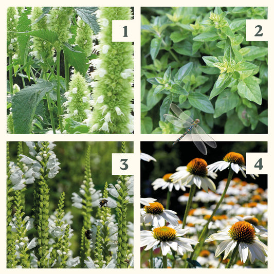 Easy Borderpakket | Engelse Wals | Vanaf 3 m2