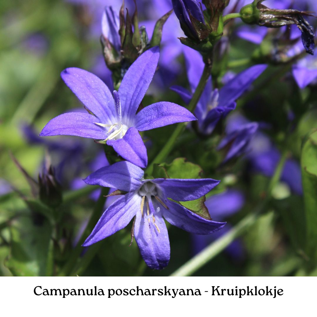 Easy Borderpakket | Rootsrock | Vanaf 3 m2