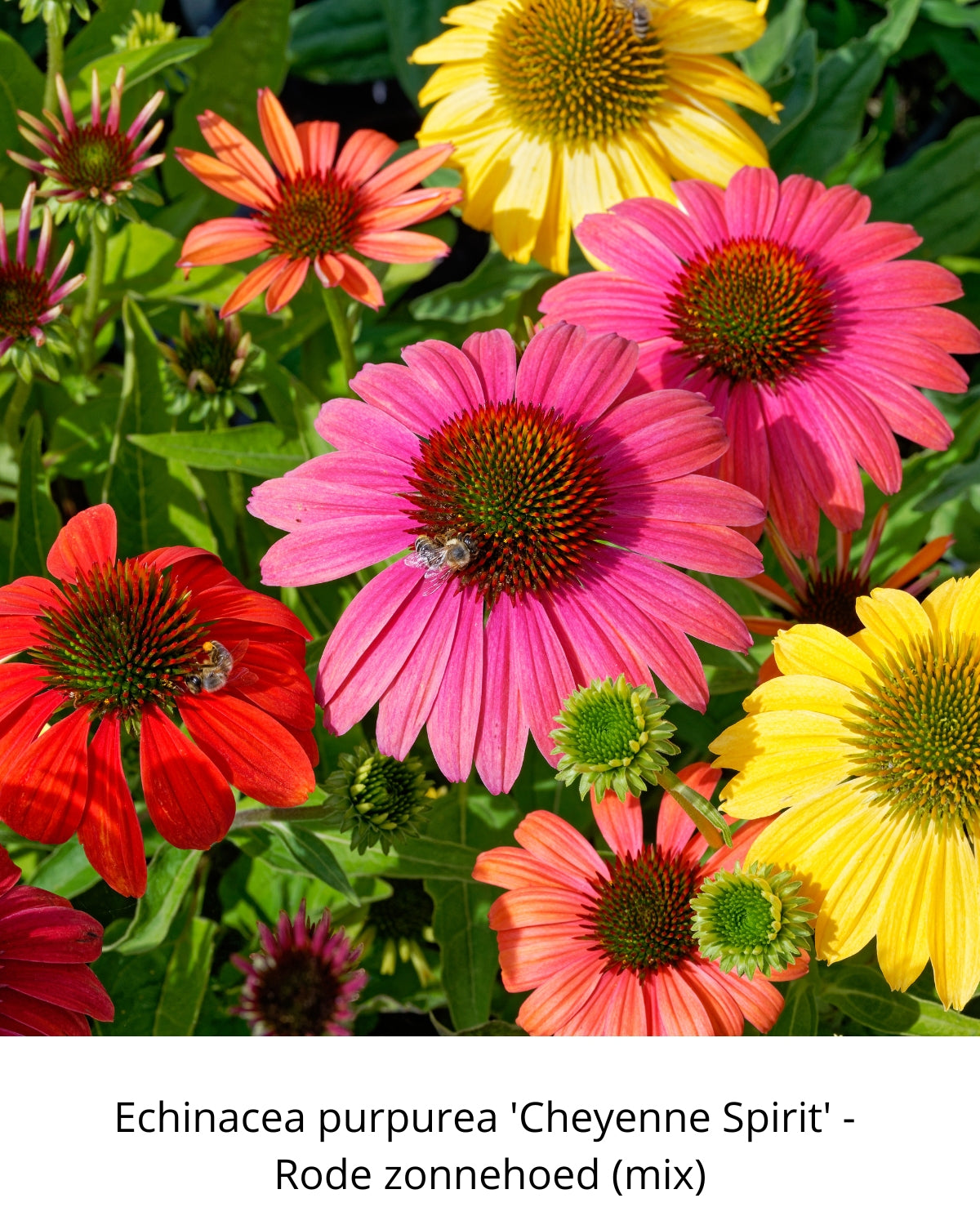 Easy Borderpakket | Happy-Hardcore | Vanaf 3 m2