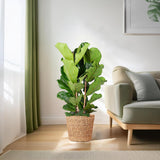 Ficus Lyrata - Ø24cm - ↕110cm