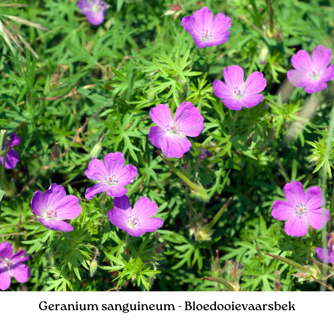 Easy Borderpakket | Rootsrock | Vanaf 3 m2