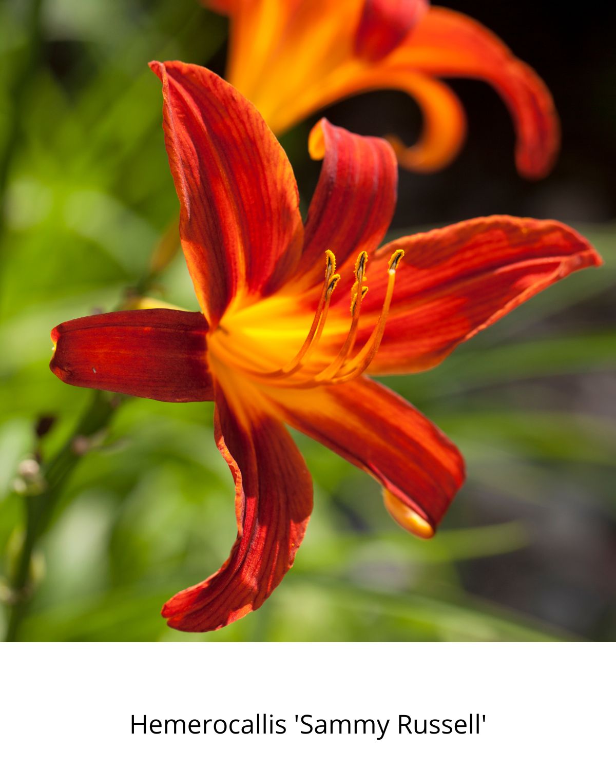 Easy Borderpakket | Happy-Hardcore | Vanaf 3 m2