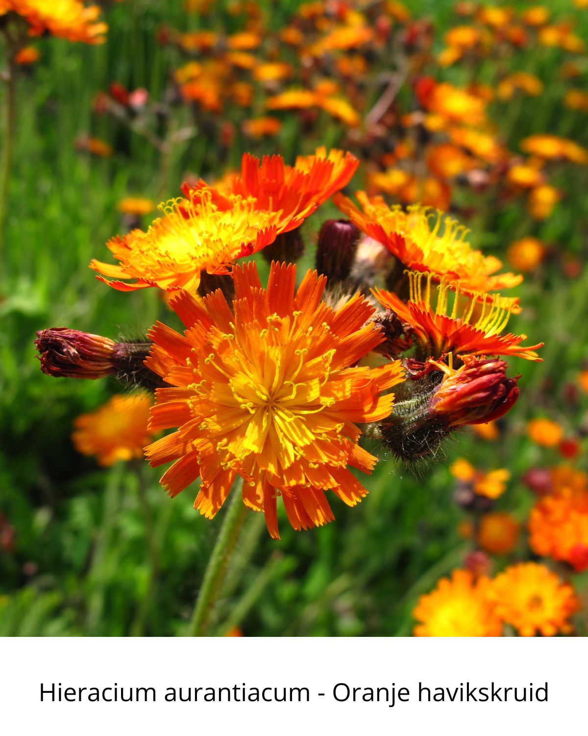 Easy Borderpakket | Happy-Hardcore | Vanaf 3 m2