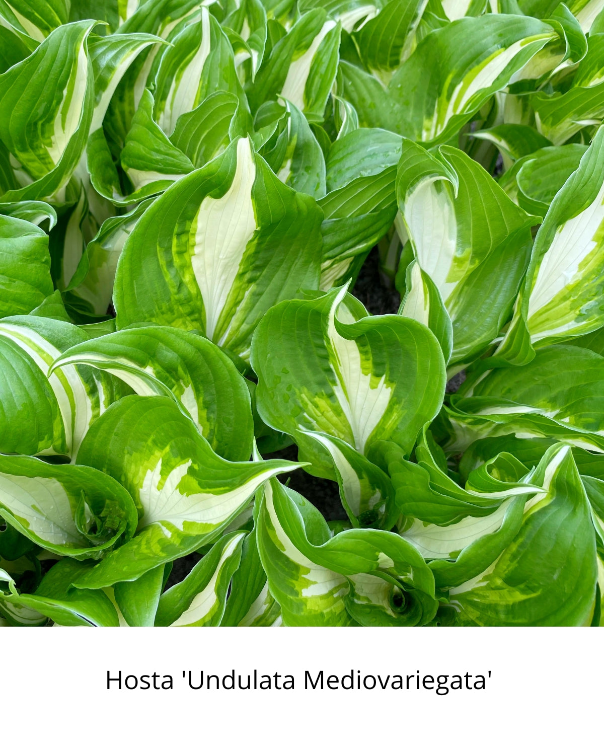 Easy Borderpakket | Mix-in-pot | Hosta