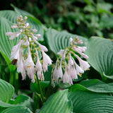 Easy Borderpakket | Mix-in-pot | Hosta