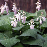 Easy Borderpakket | Mix-in-pot | Hosta