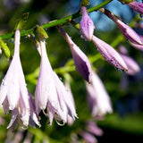 Easy Borderpakket | Mix-in-pot | Hosta