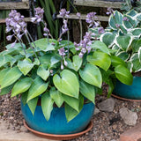 Easy Borderpakket | Mix-in-pot | Hosta