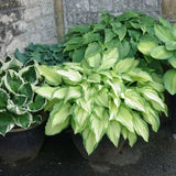 Easy Borderpakket | Mix-in-pot | Hosta