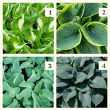 Easy Borderpakket | Mix-in-pot | Hosta