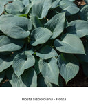 Easy Borderpakket | Mix-in-pot | Hosta