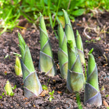 Easy Borderpakket | Mix-in-pot | Hosta