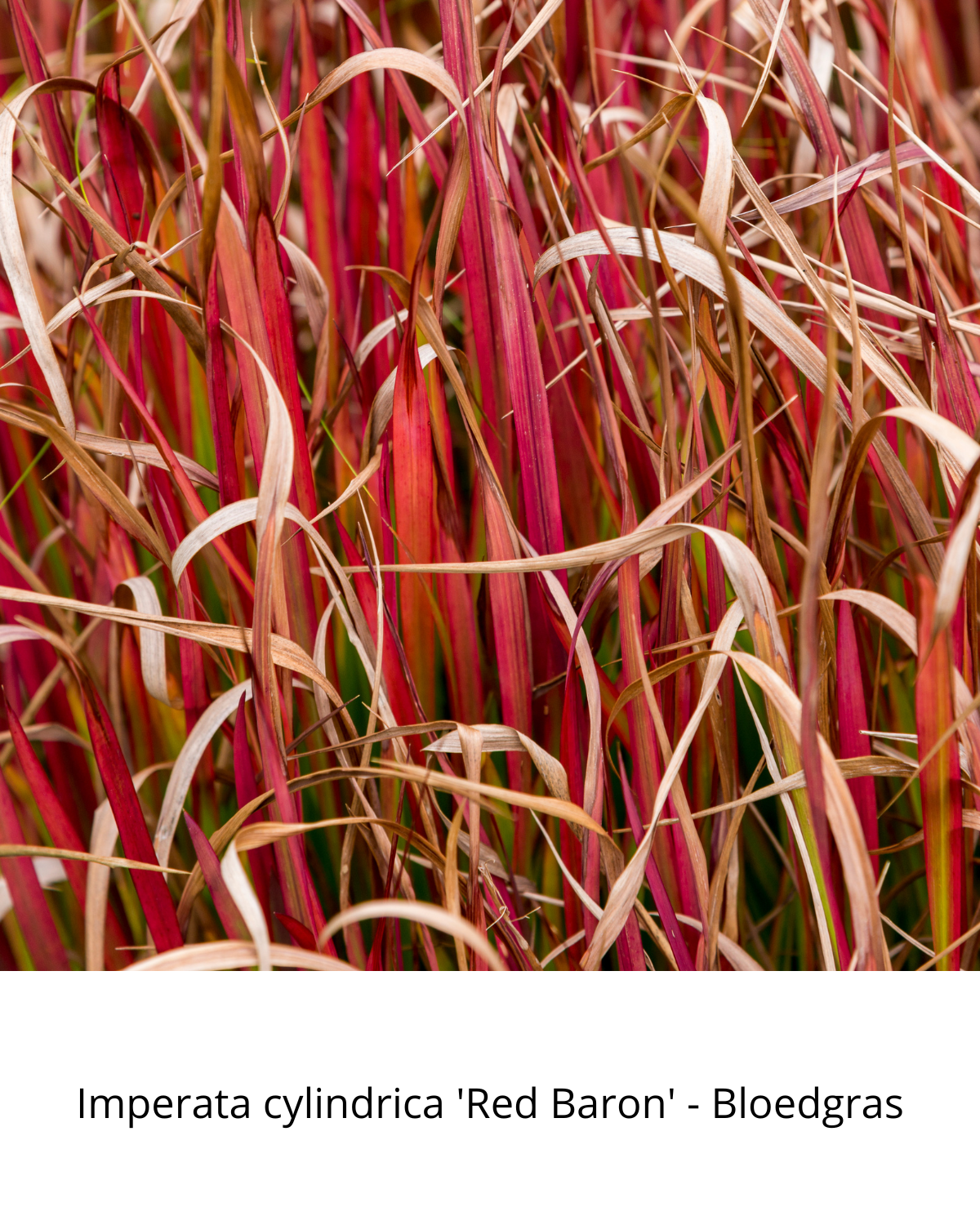 Easy Borderpakket | Americana | Vanaf 3 m2