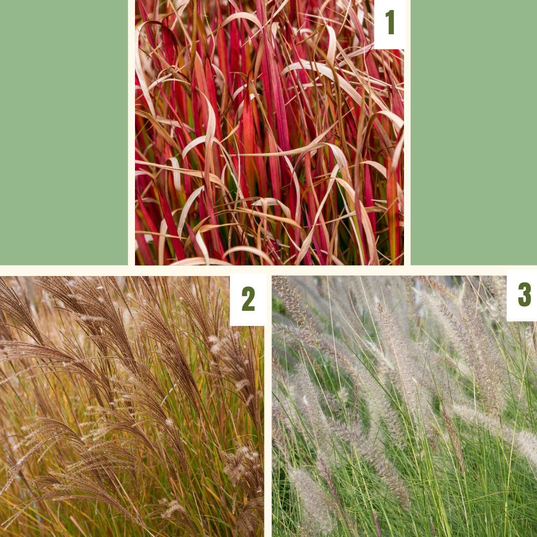 Easy Borderpakket | Americana | Vanaf 3 m2