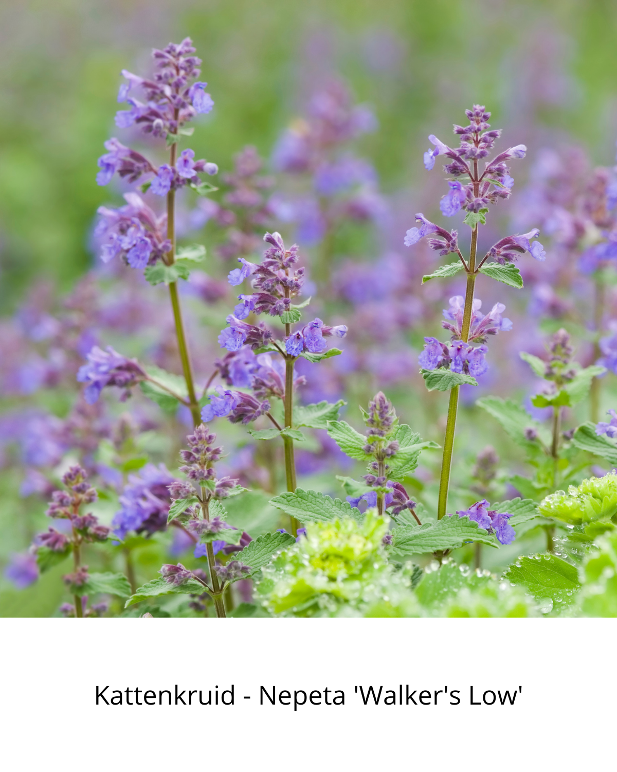 Easy Borderpakket | Mix-in-pot | Paars