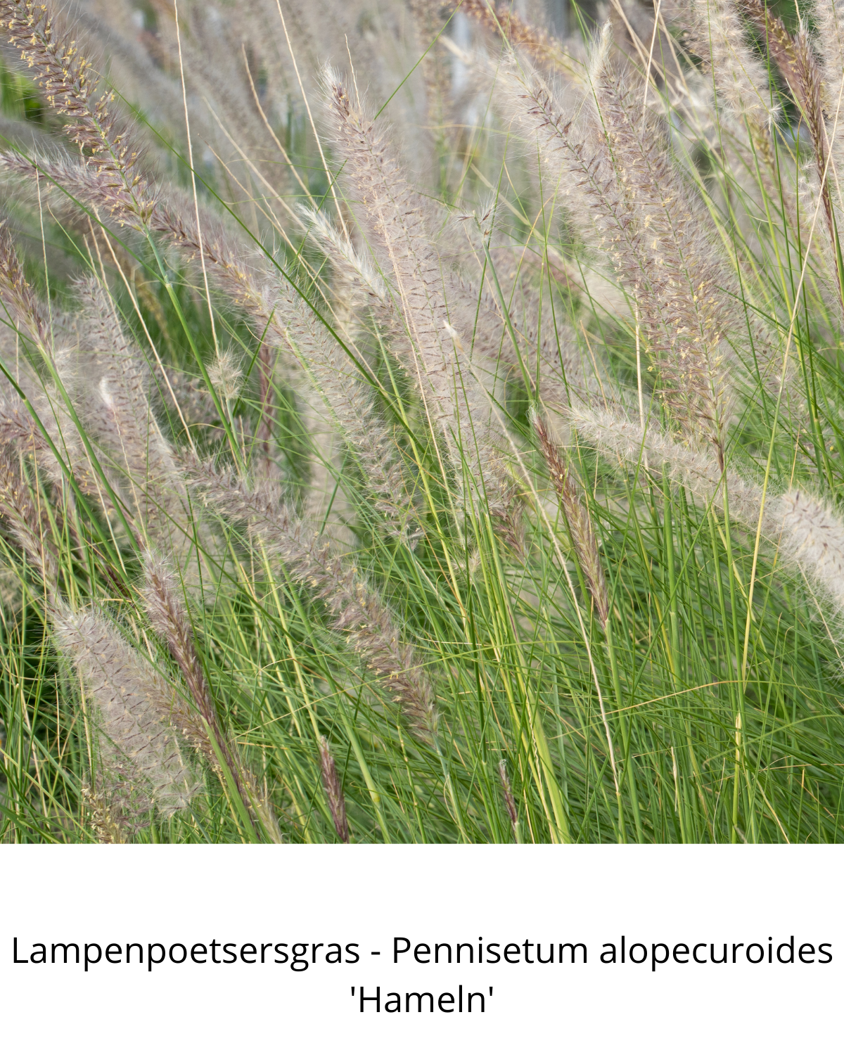 Easy Borderpakket | Americana | Vanaf 3 m2