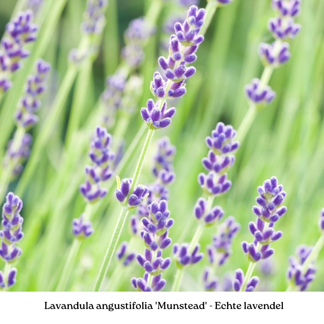 Easy Borderpakket | Mix-in-pot | Paars