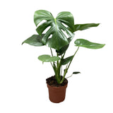 Monstera Deliciosa - Ø17cm - ↕60cm