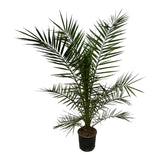 3x Phoenix Canariensis - 80 cm - Ø15