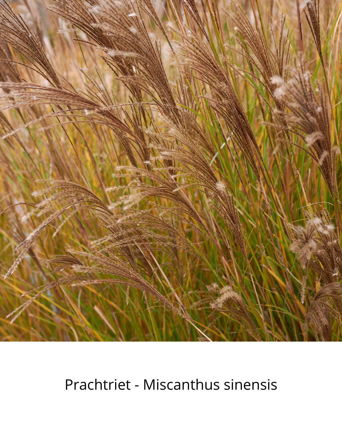 Easy Borderpakket | Americana | Vanaf 3 m2