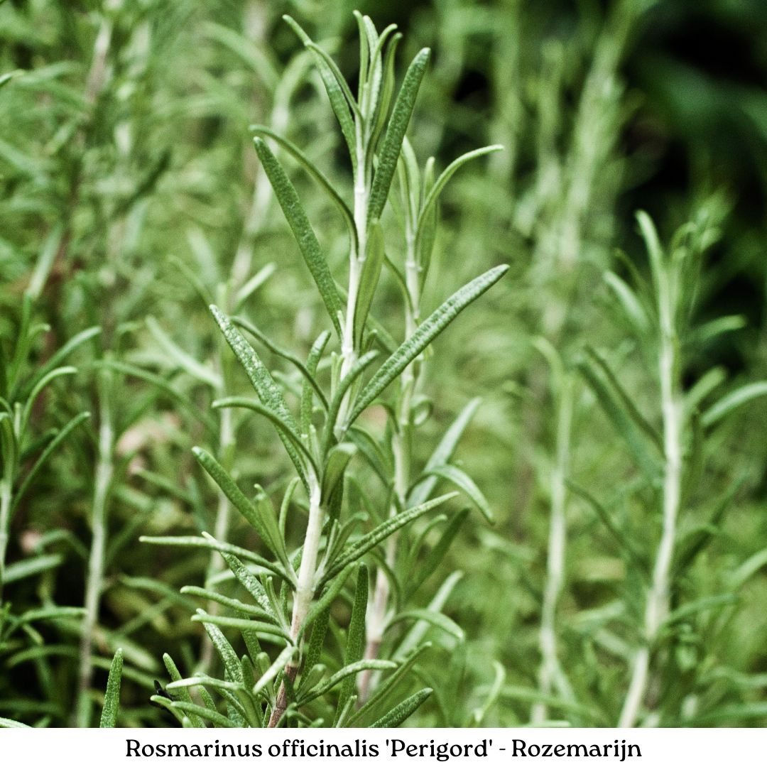 Easy Borderpakket | Mix-in-pot | Paars