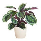 Calathea Medaillon met Viber wit - 65cm - Ø19