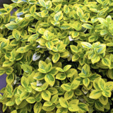 Euonymus fortunei 'Emerald ’n Gold'  - Kardinaalsmuts - ↕10-25cm - Ø9cm - 20x