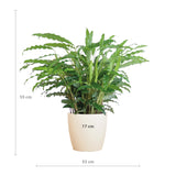 Calathea Rufibarba met Viber wit - 55cm - Ø17