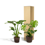 Strelitzia Nicolai - Ø19cm - ↕85cm + Monstera Deliciosa - Ø21cm - ↕75cm + Mand Igmar