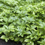 Pachysandra terminalis 'Green Carpet'- Schaduwkruid - ↕25cm - Ø9cm - 6x