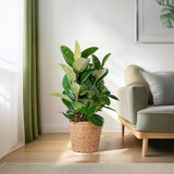 Ficus Elastica Robusta XL met mand Torun - 90cm - Ø27