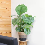 Calathea Orbifolia met Lissabon mand zwart - 65cm - Ø19