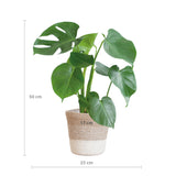 Monstera Deliciosa met Lissabon mand wit  - 50cm - Ø17