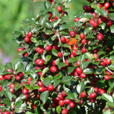 Cotoneaster dammeri - Dwergmispel - ↕10-25cm - Ø9cm - 6x