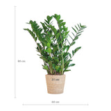 Zamioculcas Zamiifolia met Sofia mand naturel  - 80cm - Ø21