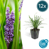 Liriope muscari 'Big Blue' - Leliegras - ↕10-25cm - Ø9cm - 12x