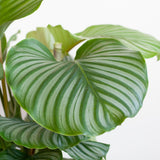 Calathea Orbifolia met Lissabon mand wit - 65cm - Ø19