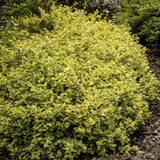 Euonymus fortunei 'Emerald ’n Gold' - Kardinaalsmuts - ↕10-25cm - Ø9cm - 6x