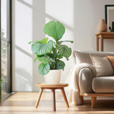 Calathea Orbifolia met Viber wit - 65cm - Ø19