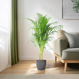 Areca Palm (Dypsis) mit Viber Grijs - 100cm - Ø21