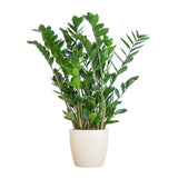 Zamioculcas Zamiifolia met Viber wit - 80cm - Ø21