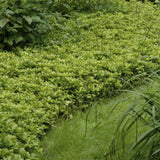 Pachysandra terminalis 'Green Carpet'- Schaduwkruid - ↕25cm - Ø9cm - 6x