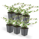 Cotoneaster dammeri - Dwergmispel - ↕10-25cm - Ø9cm - 6x